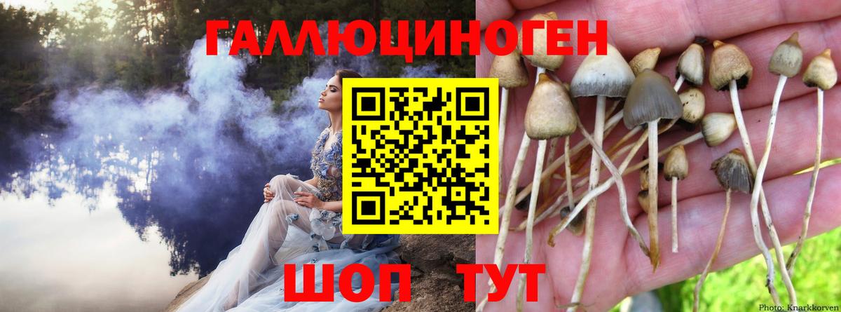 Партизанск  Галлюциногенные грибы прущие грибы  Вход с VPN 