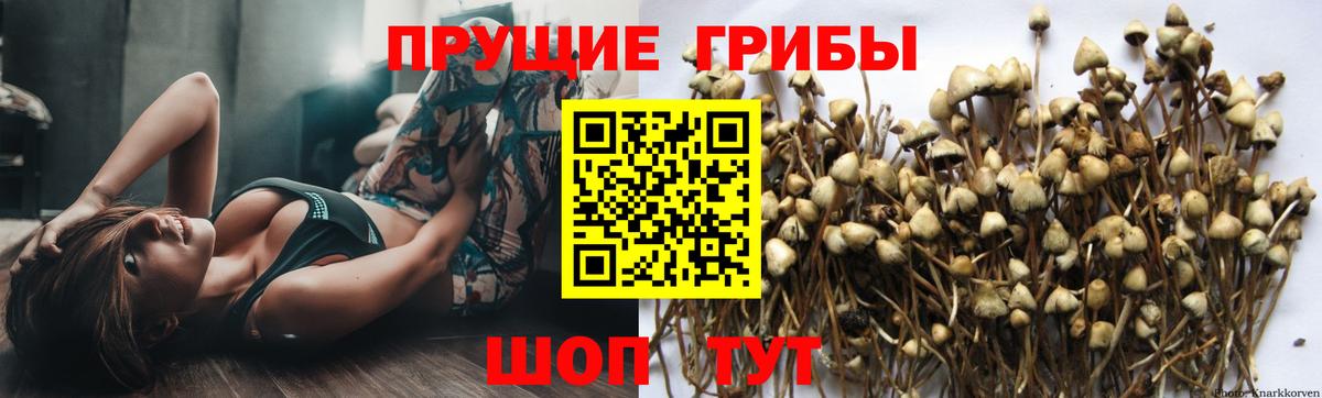 Псилоцибиновые грибы Psilocybe Партизанск